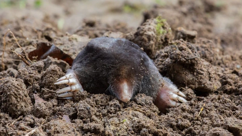 How Moles Navigate And Live In Their Underground Tunnels