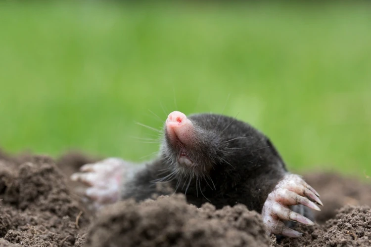 How Moles Raise Their Young Ones