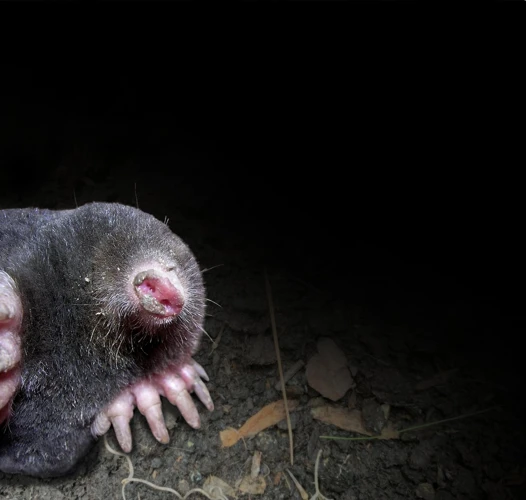 How Moles Reproduce