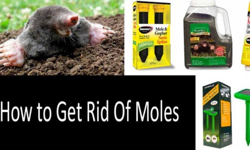How To Apply Mole Repellent