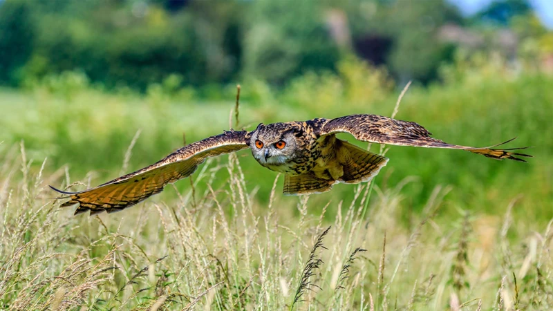 How To Attract Birds Of Prey To Your Yard