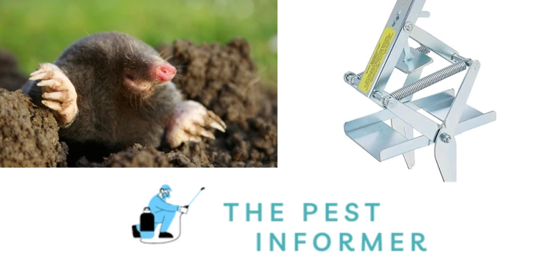 How To Choose The Best Mole Trap For Your Yard