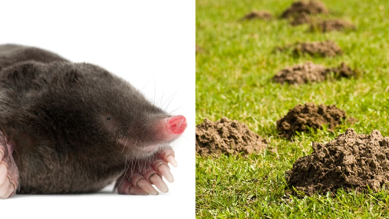 How To Identify Mole Activity In Your Garden