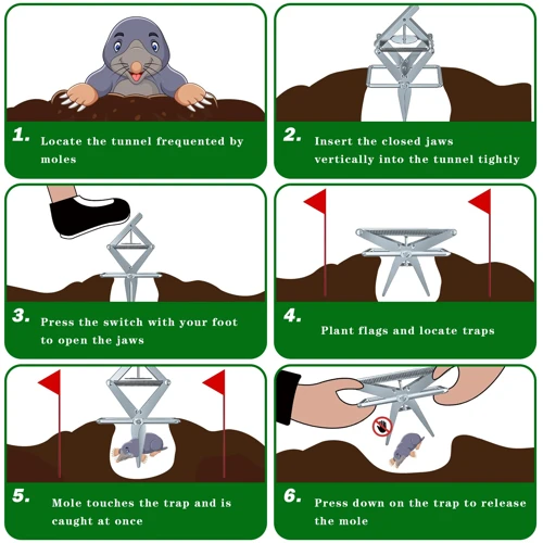 How To Set A Mole Trap Correctly