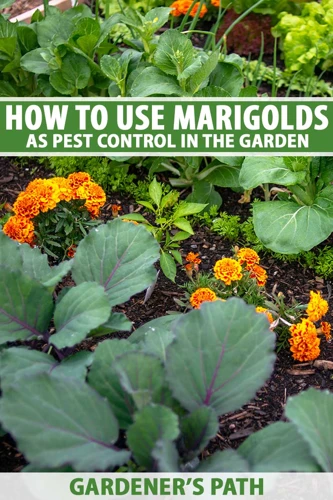 How To Use Marigolds As Natural Mole Deterrent