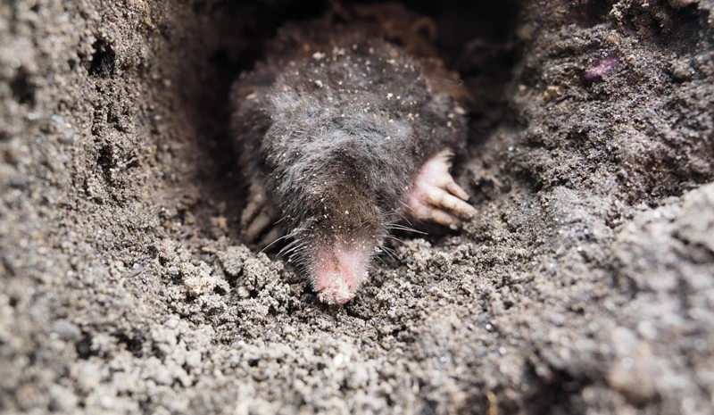 Identify The Signs Of Mole Infestation