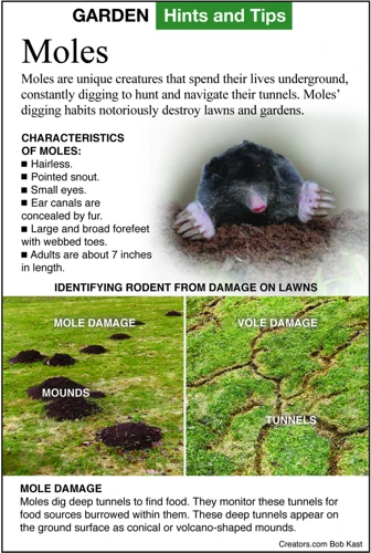 Identifying Moles In Your Yard