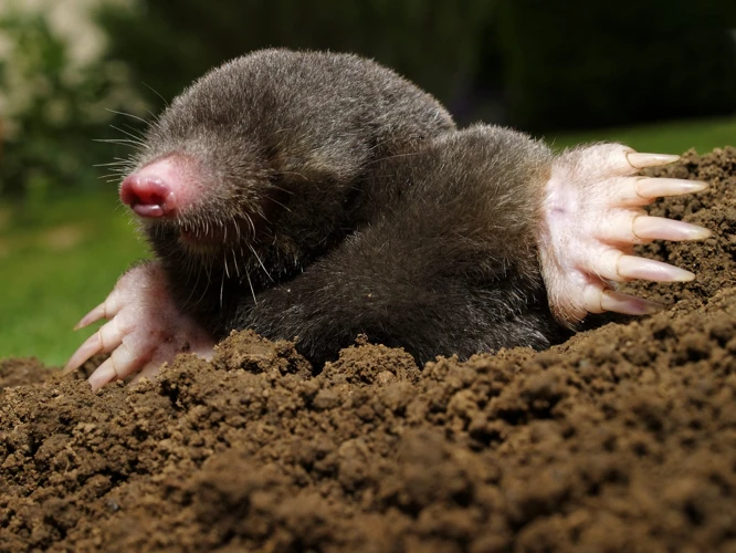 Mating Season For Moles