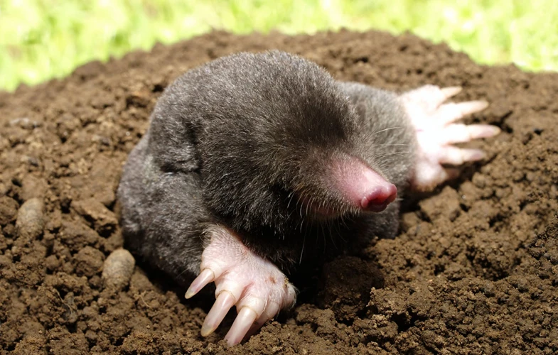 Mole Breeding Habits