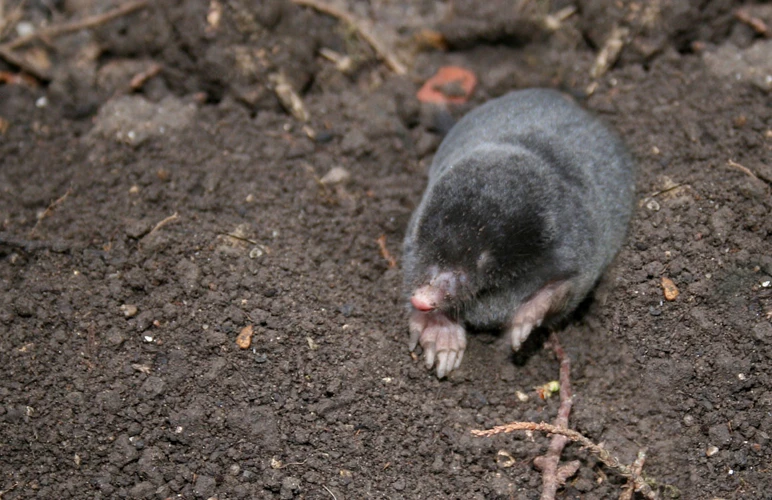 Moles' Gestation And Litter Size