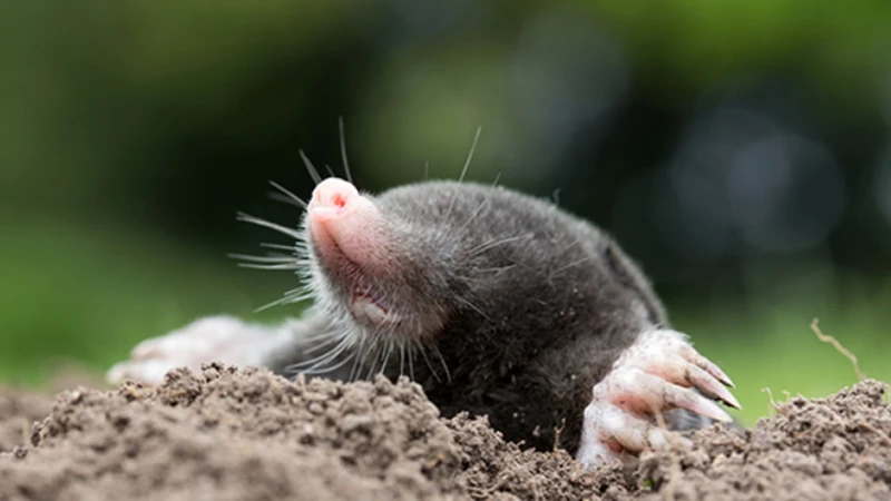 Myths About Moles