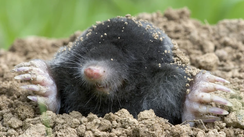 Preventing Moles From Returning To Your Property