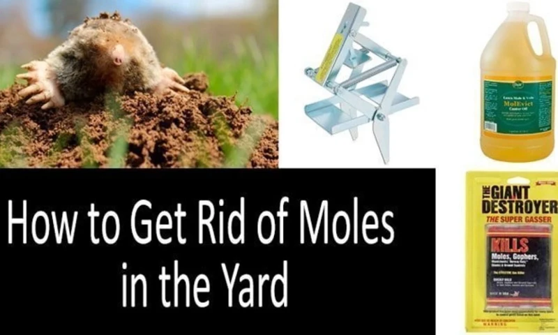 Pros And Cons Of Using Chemical Repellents For Moles