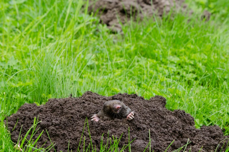 Signs Of Mole Activity
