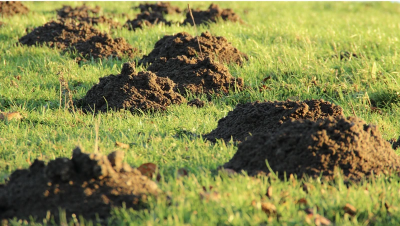 Signs Of Mole Activity