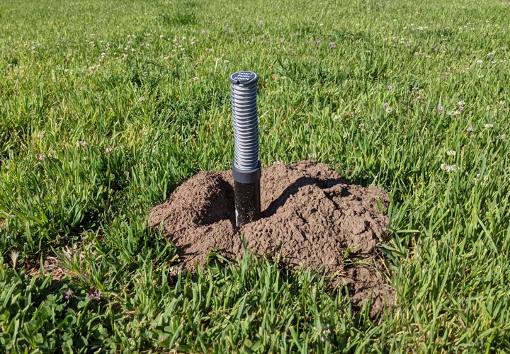 Signs Of Mole Damage On Root Systems