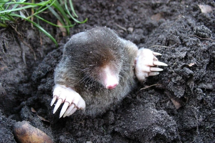 Signs Of Mole Infestation Due To Soil Factors