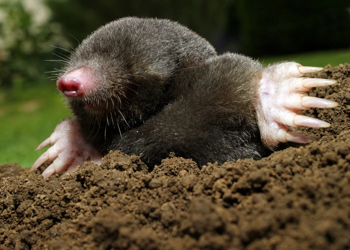 Signs Of Moles Living In Moist Areas