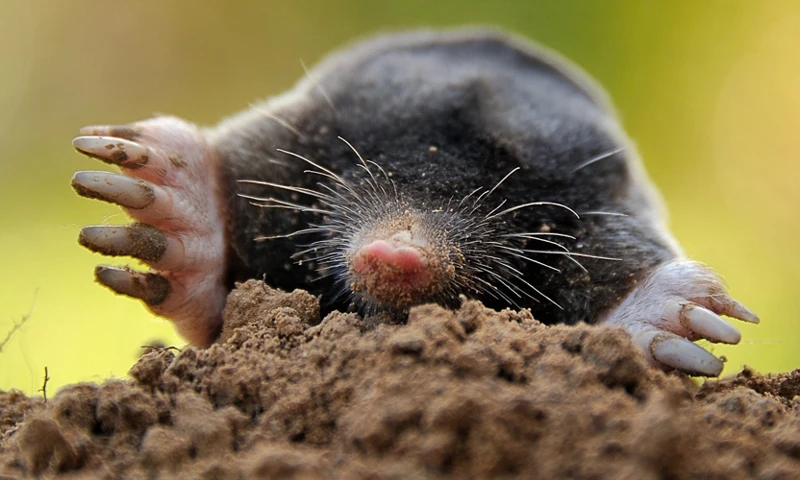The Benefits Of Moles In Soil Health