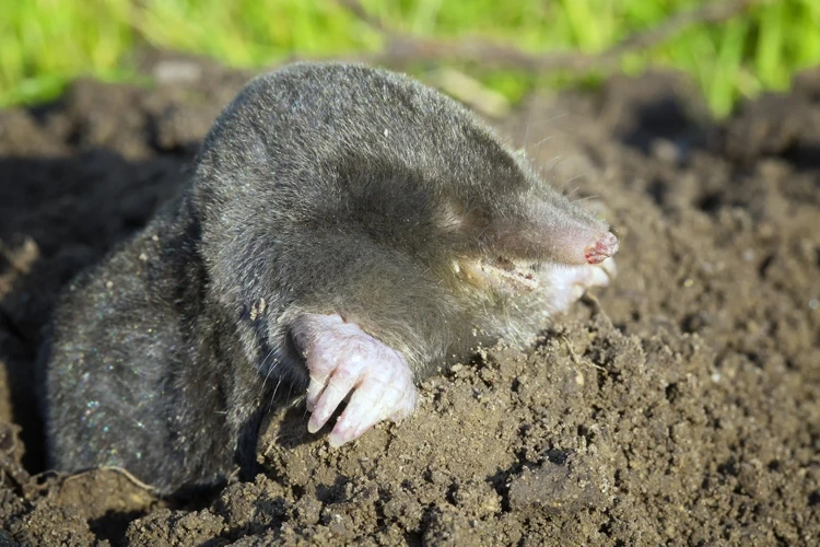 The Best Plant Combinations To Repel Moles