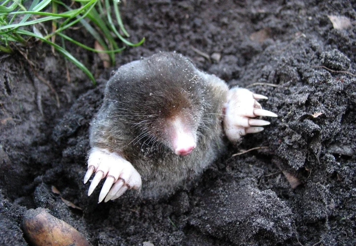 The Different Types Of Moles