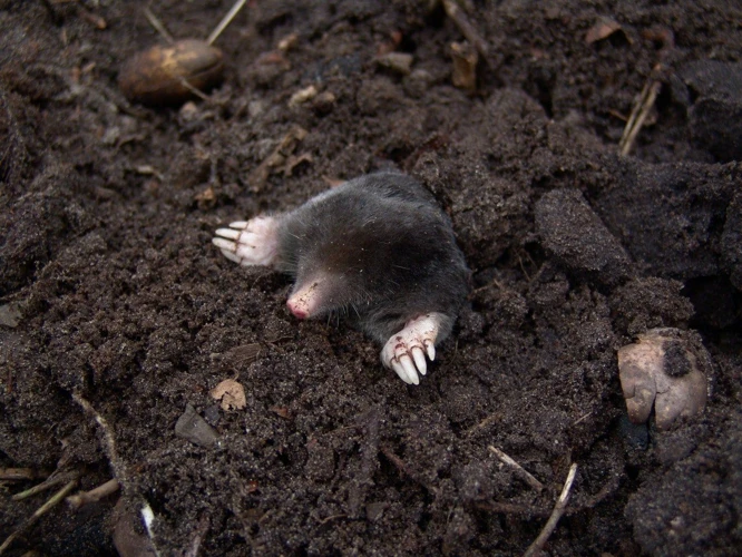 The Drawbacks Of Moles In Soil Health