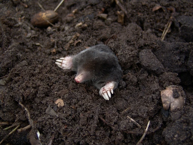 The Fascinating Facts Of Mole Hills