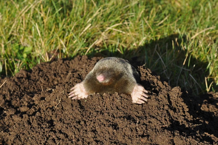 The Impact Of A No-Insect Diet On Moles