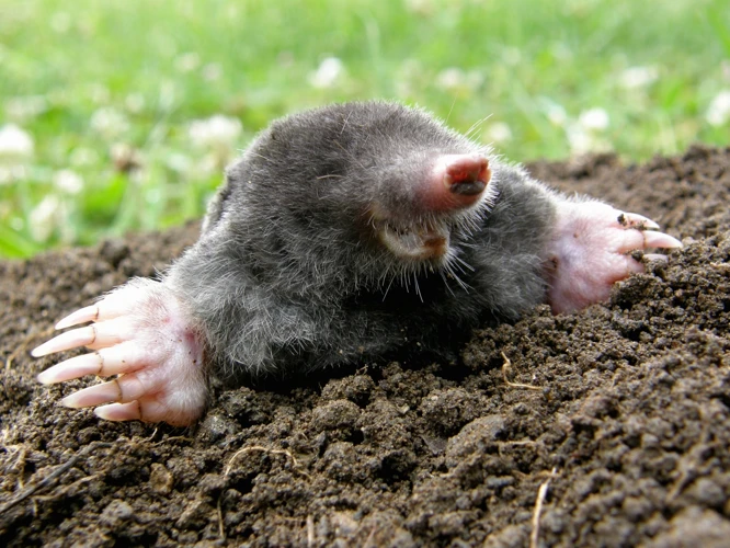 The Impact Of Moles On Plant Nutrition