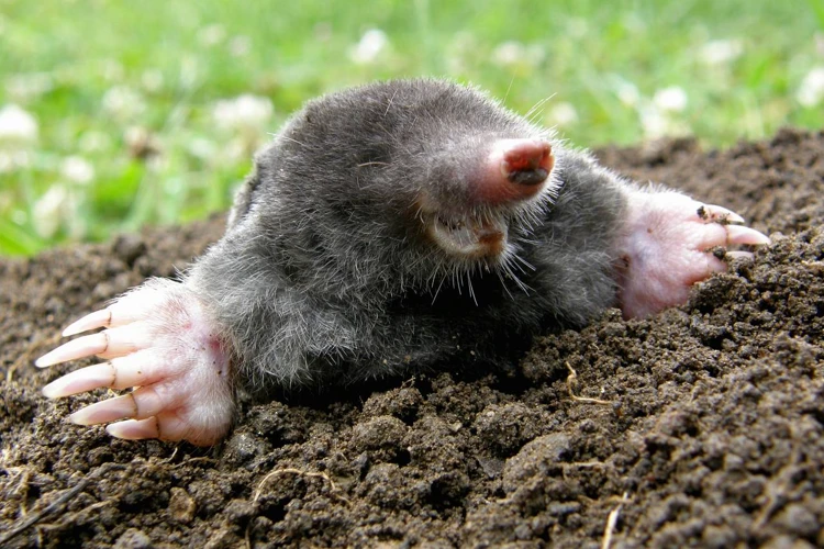 The Importance Of Proper Mole Control