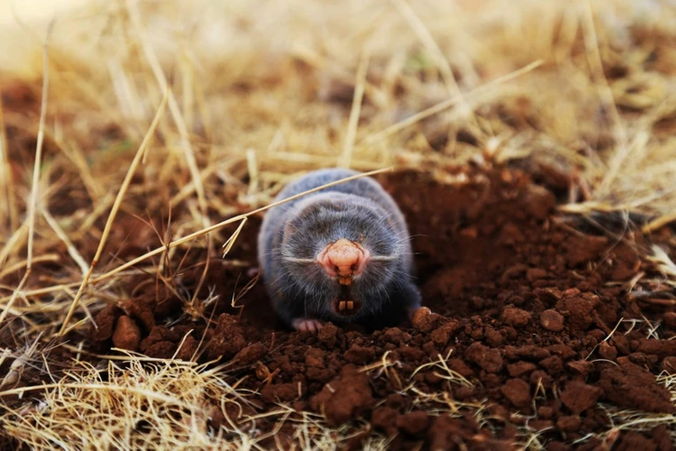 The Importance Of Understanding Moles' Diet