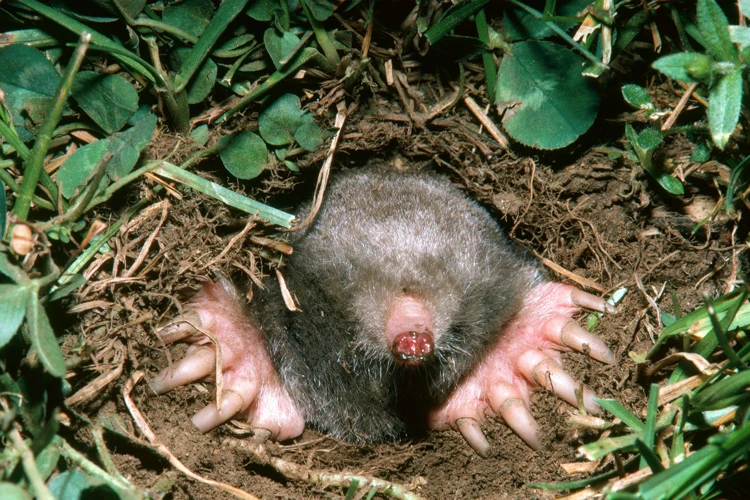The Role Of A Mole'S Sense Of Smell