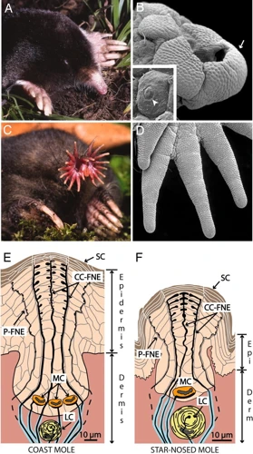 The Role Of A Mole'S Tactile Sensory Functions