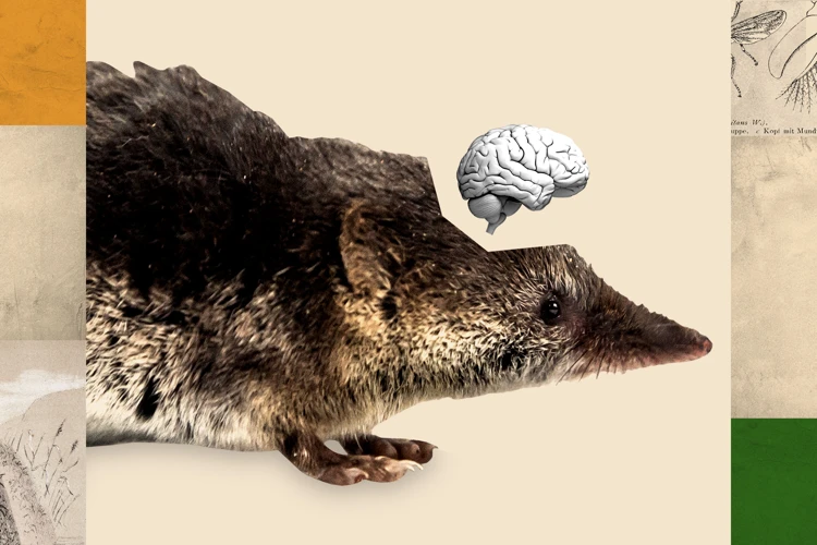 The Role Of Climate In Mole Behavior