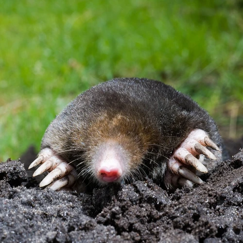 The Signs Of Mole Damage