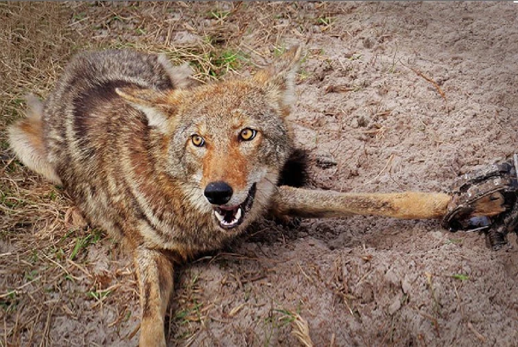The Unintended Consequences Of Predator Control