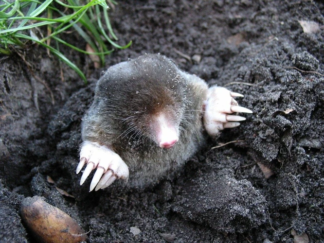 Tools And Techniques For Effective Mole Control Based On Their Fur