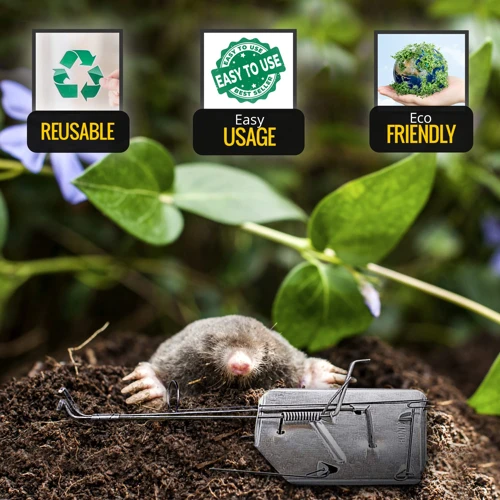 Tools You Will Need To Safely Dispose Of Trapped Moles
