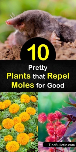 Top Plants To Repel Moles