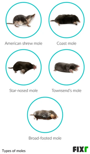 Types Of Mole Fumigants