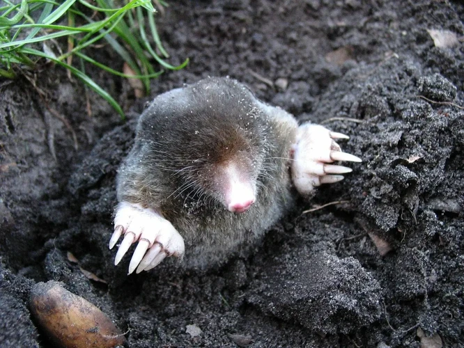 Understand The Biology Of Moles