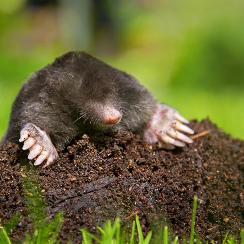 Understanding Moles And The Damage They Cause