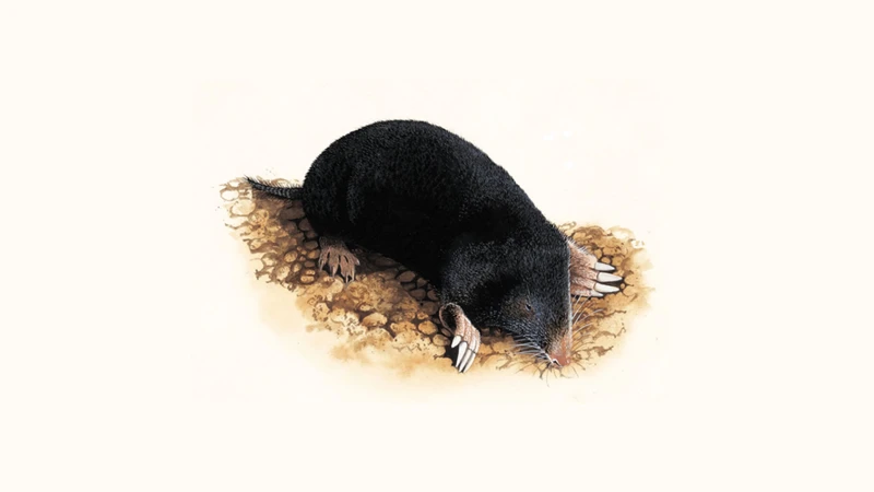 Understanding Moles Migration