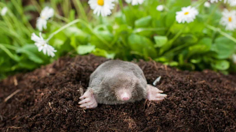 Expert Tips For Successful Mole Trapping 