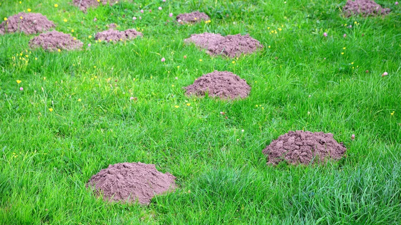What Are Mole-Resistant Plants?