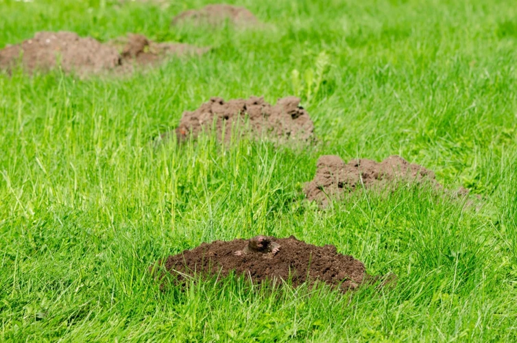 What Are Mole Tunnels?