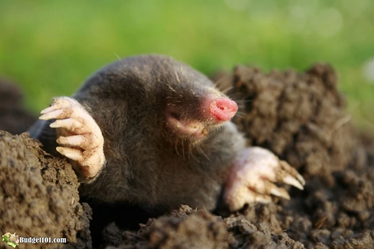 What Are Moles?