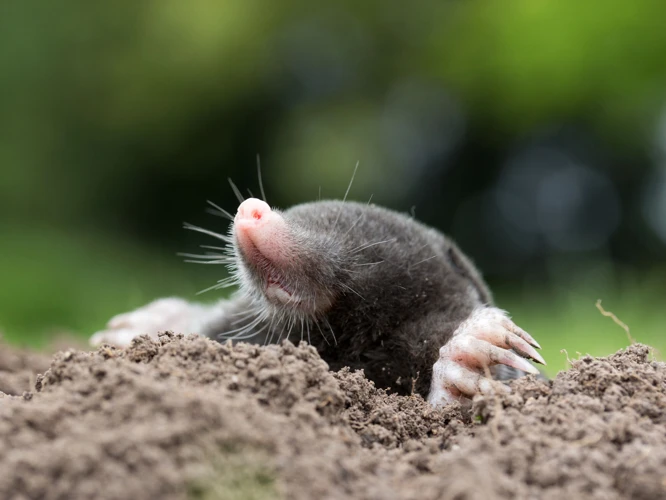 What Problems Can Moles Cause In Your Garden?