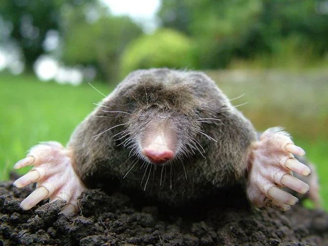 Why Do Moles Invade Your Garden?