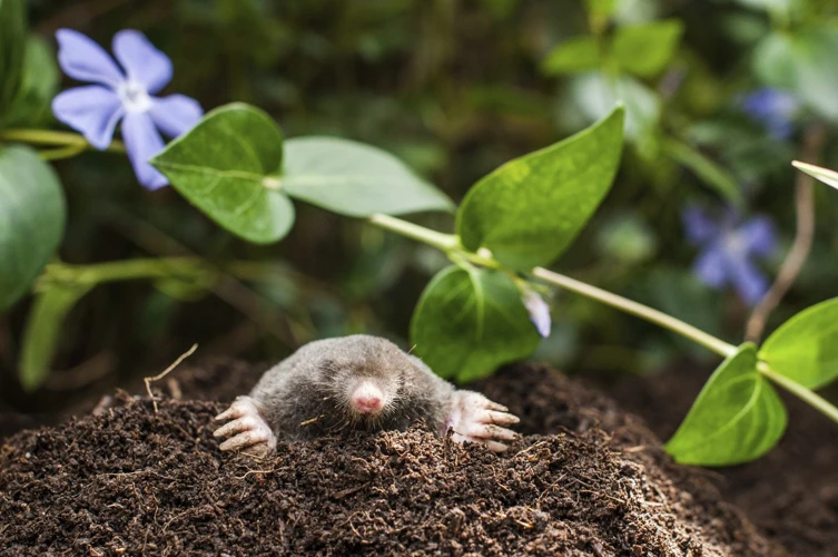 Why Marigolds Are Effective Against Moles
